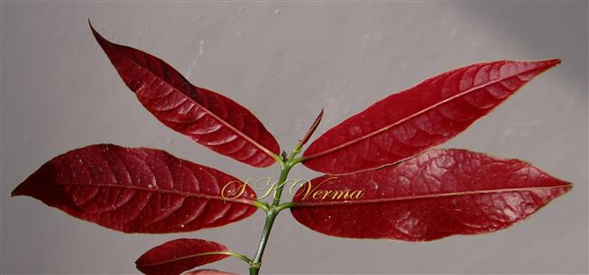  Leaves in Abaxial View
